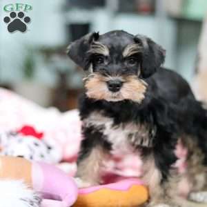 Noah, Miniature Schnauzer Puppy